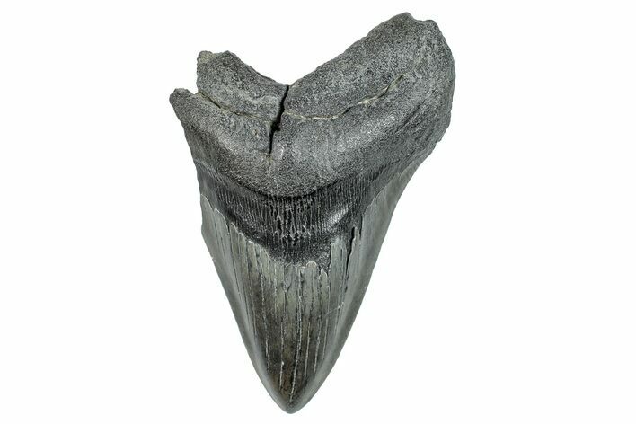 Partial Fossil Megalodon Tooth - South Carolina #277403